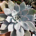 Echeveria Cante (White Cloud) Live Succulent Plant - Drought-Tolerant, Slow-Growing, 6-12" Tall