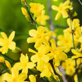 Jasminum Nudiflorum Winter Jasmine Vine, 7+ Fresh Cuttings, Bright Yellow Flowers, January Blooms