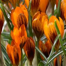 Crocus Golden Orange & Dark Red Mahogany Monarch – 5 Flower Plant Bulbs, Early Spring Bloomer