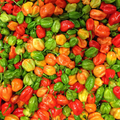 Aji Dulce Pepper Seeds - Heirloom, Non-GMO - Mild Heat (500-1,000 Scoville) - 100 Days to Maturity - USDA Zones 4-10 - Perfect for Sautéing