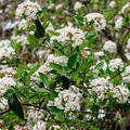 Arrowwood Viburnum Bush – Live Bare Root Plant, Viburnum Dentatum, 15’ Tall, White Flowers, Edible Fruit, Full Sun, Guaranteed Growth