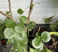 RARE Arabian Wax Ivy (Cissus Rotundifolia) Unrooted Cutting - Unique Live Houseplant Starter for Indoor Decor & Easy Care