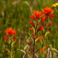 50 Seeds Castilleja Coccinea | Scarlet Indian Paintbrush Seeds for Planting | Native Wildflower | Bright Red Blooms | Pollinator Friendly