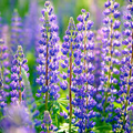Gulf Coast Lupine Seeds (Lupinus westianus) | 15 Seeds | Rare Native Wildflower for Pollinators