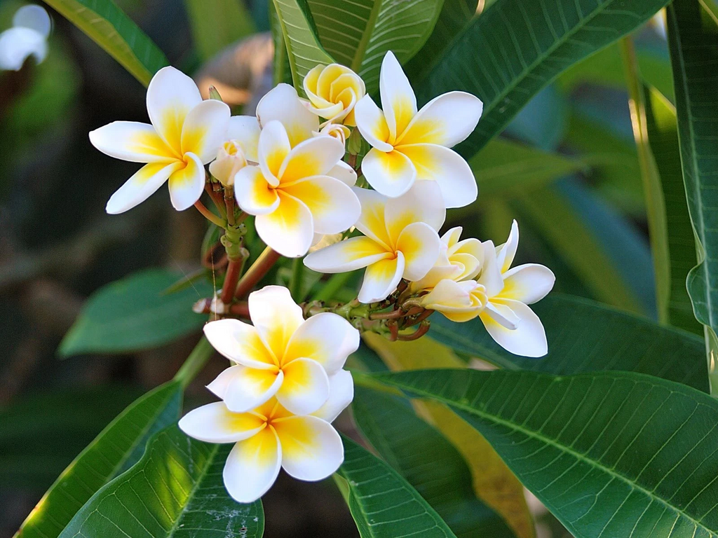 Plumeria Celadine Cutting – 13–15" Fresh Unrooted 1-Tip Stem, Tropical Frangipani Variety for Propagation