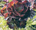 Aeonium ‘Black Rose’ Cutting – 3–5" Fresh Zwartkop Succulent Stem, Dark Rosette Aeonium Arboreum Starter for Pots & Gardens