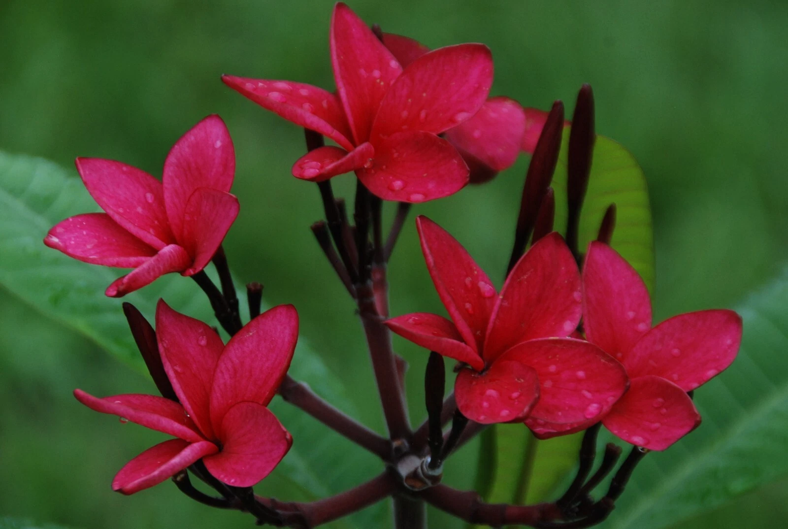 Red Plumeria Cutting 10–12" – Fresh Frangipani Stem, Rare Red Flower Variety, Live Unrooted Cutting for Tropical Garden Growing