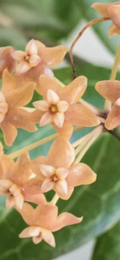 Hoya fitchii Cutting – Live Plant Starter with Orange Blooms, Rare Wax Plant Vine, Rooting-Ready Tropical Houseplant