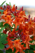Aromi Red Pepper Azalea – Live Deciduous Rhododendron Starter Plant, Bright Red Blooms, Small Potted Shrub for Garden Landscaping