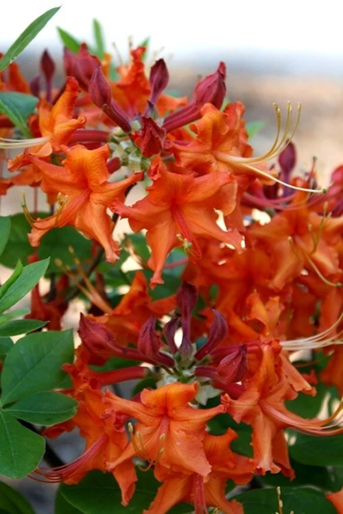 Aromi Red Pepper Azalea – Live Deciduous Rhododendron Starter Plant, Bright Red Blooms, Small Potted Shrub for Garden Landscaping