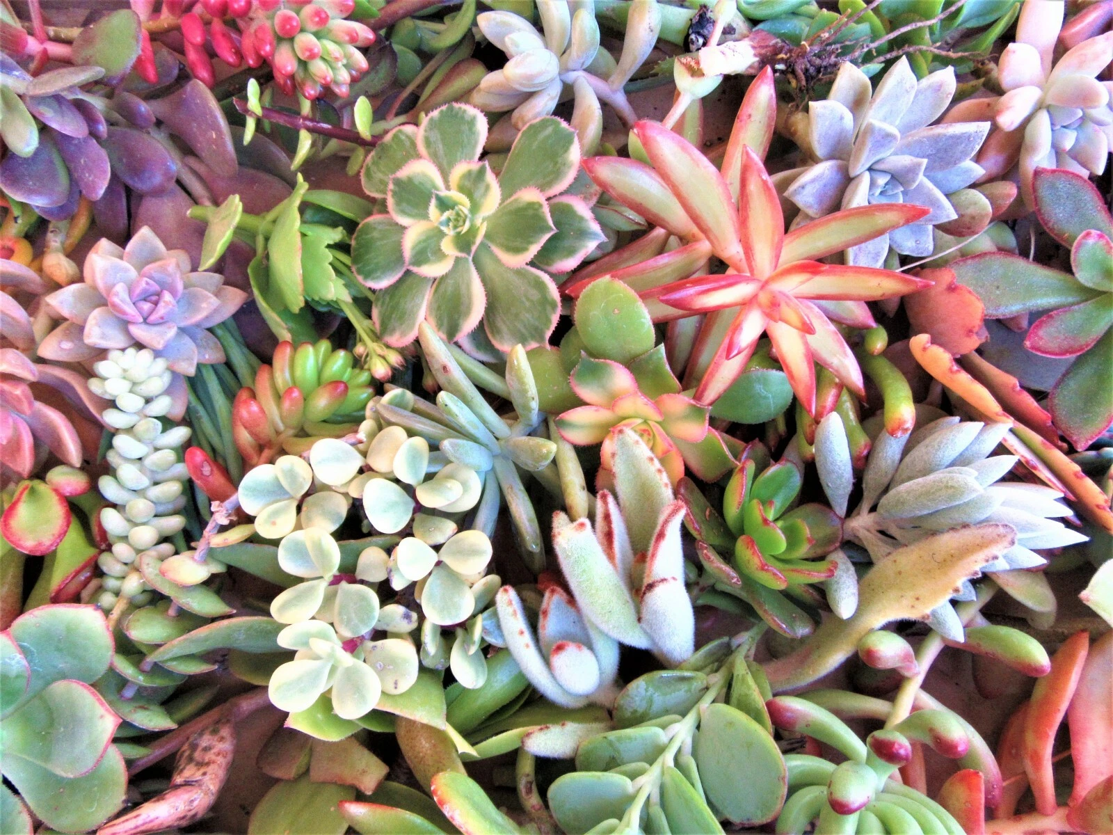 Large Succulent Cuttings Mix – 50 Fresh Cuttings, 25 Varieties, 2+ lbs, 3–6" Sizes for Arrangements, Rooting, and DIY Planters