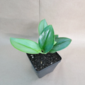 Scindapsus Treubii Moonlight – 4" Potted Sterling Silver Plant, Elegant Indoor Vine with Shiny Silver-Green Leaves