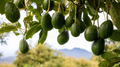 Cleopatra Avocado Scions – 3 Fresh Wax-Dipped Cuttings for Grafting, Rare Persea americana Variety