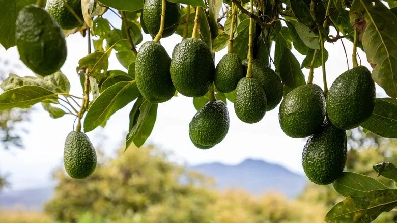 Cleopatra Avocado Scions – 3 Fresh Wax-Dipped Cuttings for Grafting, Rare Persea americana Variety