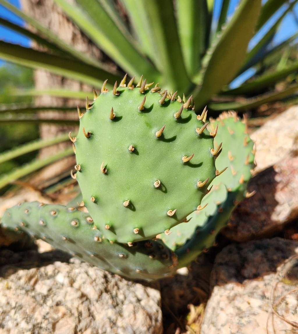 Opuntia macrorhiza Plains Prickly Pear – 1 Fresh Cactus Pad Cutting, Cold-Hardy Western Minnesota Variety