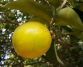 Palestine Sweet Lemon Cutting – 6–8" Citrus Cutting for Rooting or Grafting, Fresh Live Fruit Tree Scion