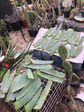 Aloe arborescens Leaves – 14oz Freshly Cut from 10-Year Mother Plant, Ready for Crafting & Propagation Use