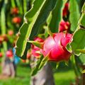 Red Dragon Fruit Plant – Live 4" Potted Hylocereus Cactus, Fast-Growing Climbing Fruit Vine for Home Gardens – No Ship to HI
