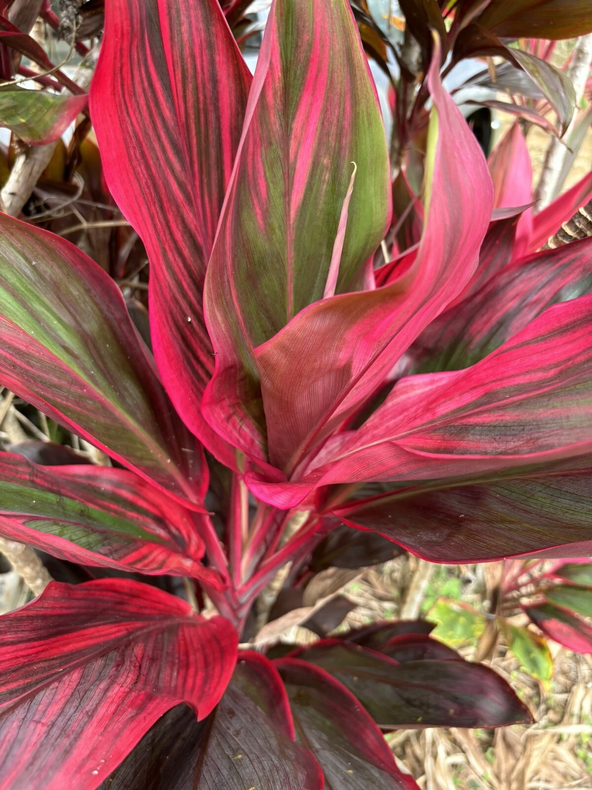 Hawaiian Ti Leaf Cuttings – 25 Fresh 6" Starter Logs, Green Pink Red Hybrid Cordyline fruticosa for Propagation
