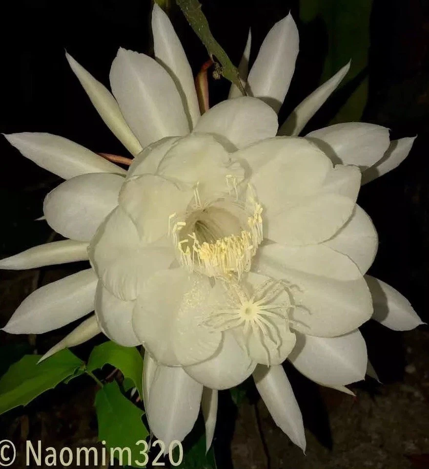 Night Blooming Cereus “Queen of the Night” – 3 Live Epiphyllum Plants, Easy-Grow Tropical Cactus Cuttings/Starts