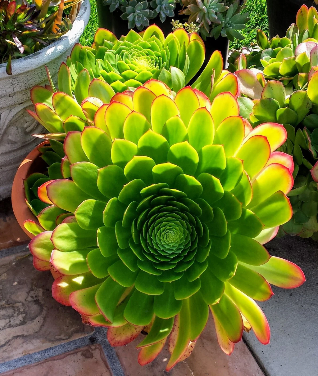 Aeonium arboreum Succulent – Well-Rooted Plant with 2 Bonus Cuttings, Green Rosette Variety for Easy Propagation
