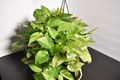 Marble Queen Pothos – Fully Rooted 3-Node Cutting in Soil, Live Epipremnum Aureum Starter Plant, Variegated Indoor Vine