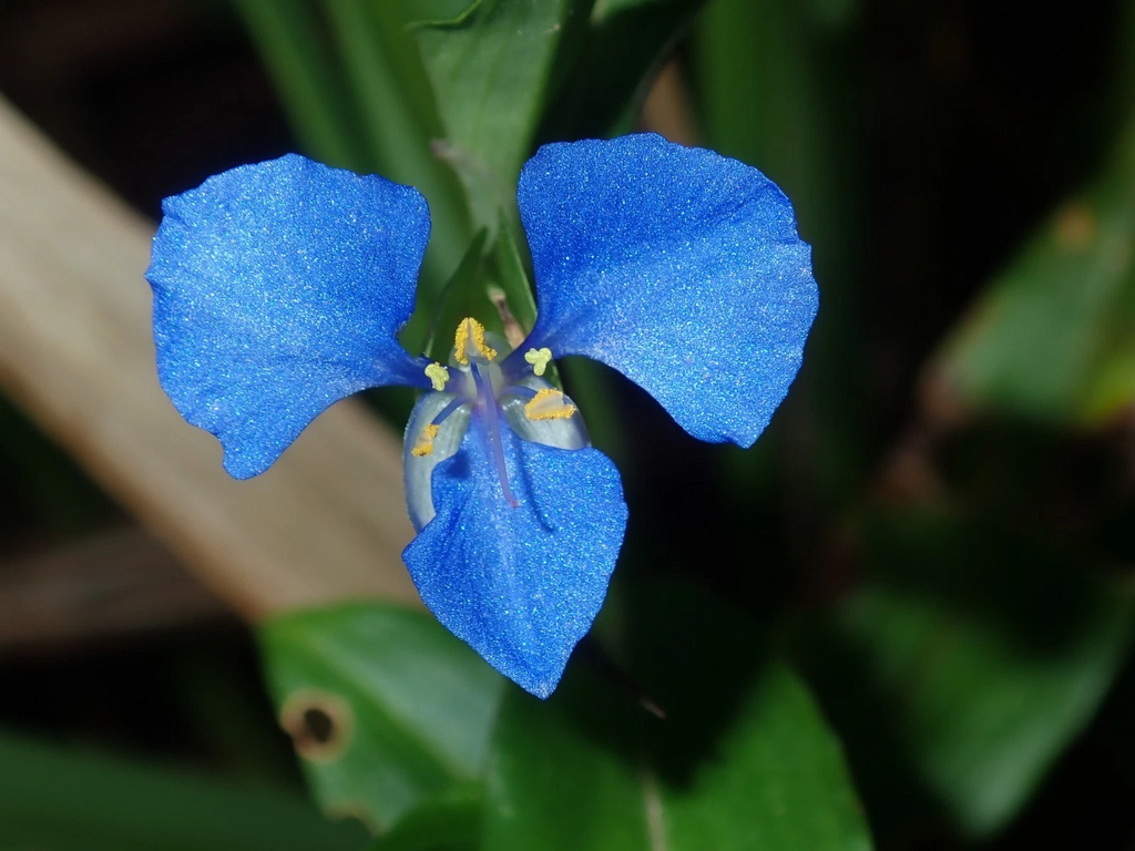 Commelina cyanea “Spiderwort” – Fresh Houseplant Cuttings, Wandering Jew Type Trailing Green Plant Stems