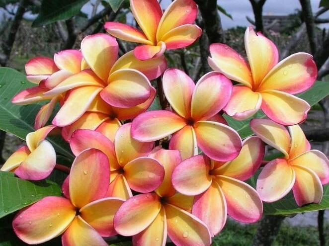 Rainbow Plumeria Cutting – 9–14" Rare Frangipani Stem, Fresh Unrooted Tropical Flowering Plant for Propagation