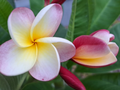 Plumeria Rubra Frangipani – 2 Rare 10–12" Cuttings, Exotic Tropical Flowering Plant Ready for Propagation