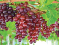 Catawba Red Grape Vine – Live Rooted Vitis Labrusca Plant, Organic Starter Vine for Wine, Juice & Jelly, Hardy Fruit Plant for Garden