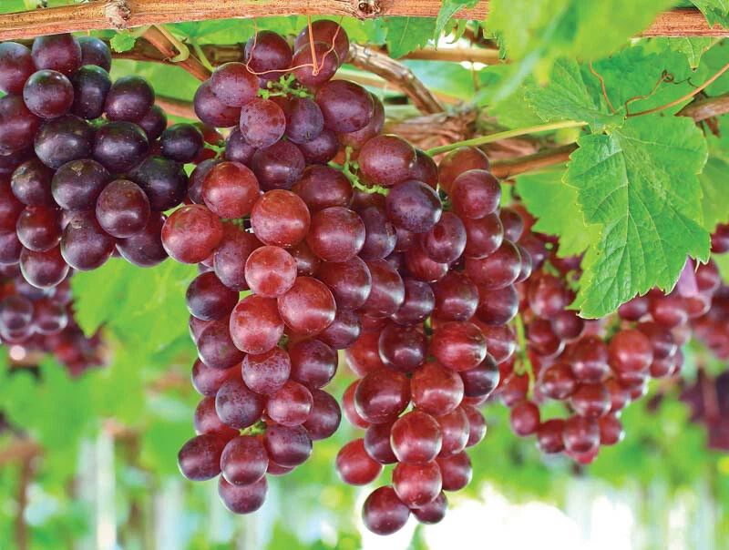 Catawba Red Grape Vine – Live Rooted Vitis Labrusca Plant, Organic Starter Vine for Wine, Juice & Jelly, Hardy Fruit Plant for Garden