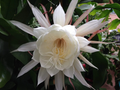 Queen of the Night Cuttings – 2 Live Epiphyllum Oxypetalum Orchid Cactus Stems, Easy-Rooting Night-Blooming Plant + Free Gift