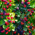 Apache Thornless Blackberry Plant – Live Starter Plug, Rubus fruticosus, Cold-Hardy Fruit Bush for Home Garden & Berry Growing