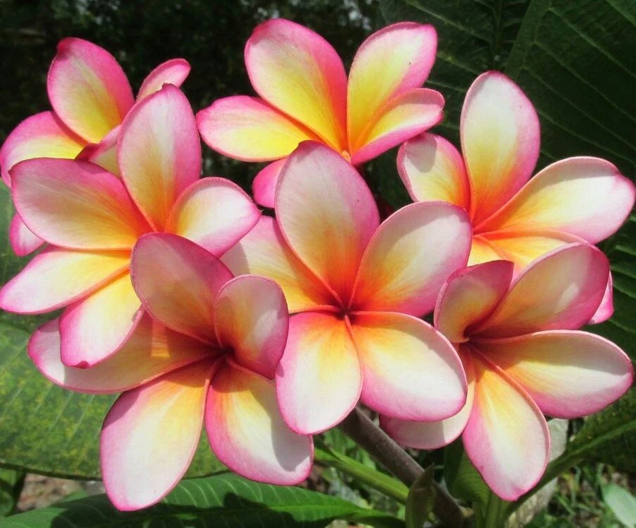 Rainbow Plumeria Cutting – 9–14" Rare Frangipani Stem, Fresh Unrooted Tropical Flowering Plant for Propagation