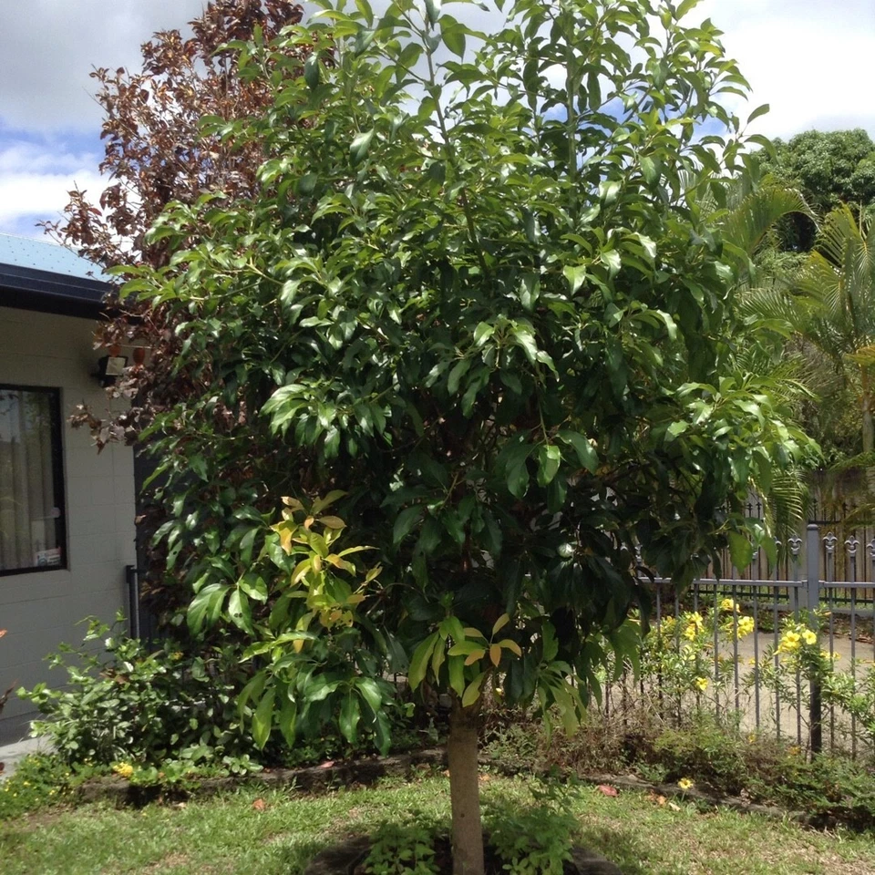 Cleopatra Avocado Scions – 3 Fresh Wax-Dipped Cuttings for Grafting, Rare Persea americana Variety