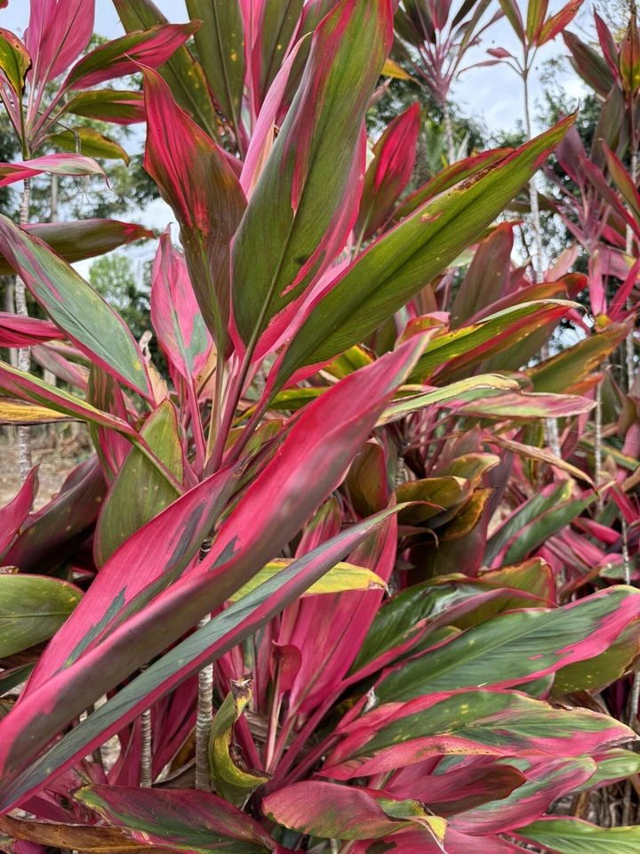 Hawaiian Ti Leaf Cuttings – 25 Fresh 6" Starter Logs, Green Pink Red Hybrid Cordyline fruticosa for Propagation