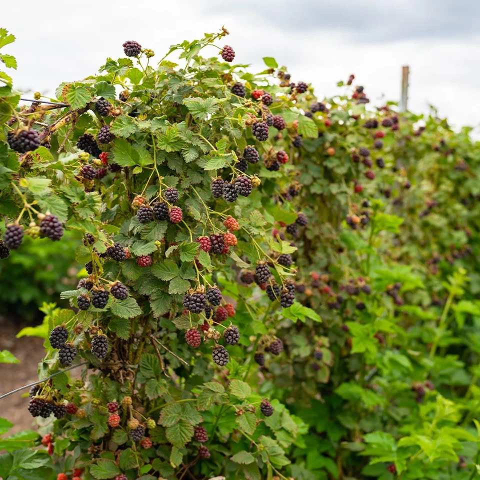 Apache Thornless Blackberry Plant – Live Starter Plug, Rubus fruticosus, Cold-Hardy Fruit Bush for Home Garden & Berry Growing