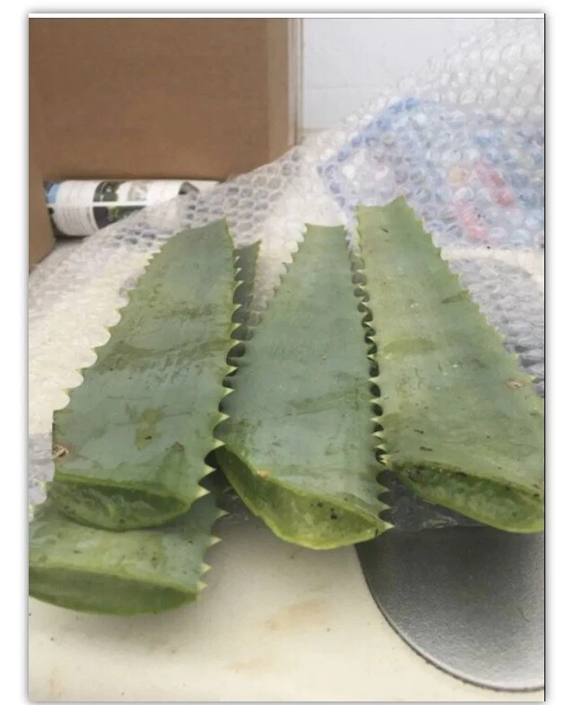 Aloe arborescens Leaves – 14oz Freshly Cut from 10-Year Mother Plant, Ready for Crafting & Propagation Use