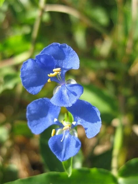 Commelina cyanea “Spiderwort” – Fresh Houseplant Cuttings, Wandering Jew Type Trailing Green Plant Stems