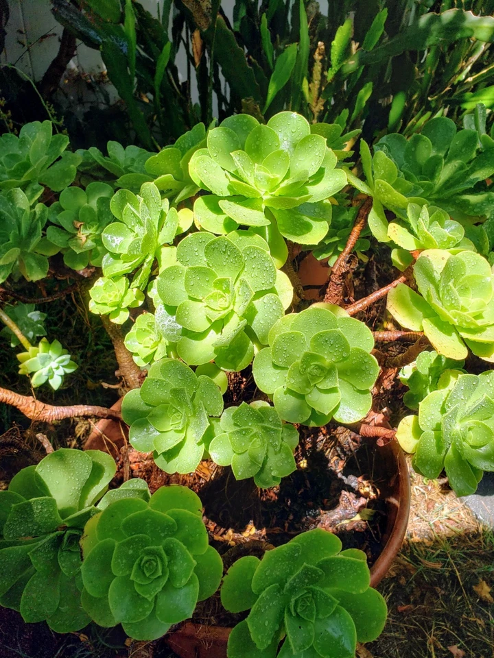Aeonium arboreum Succulent – Well-Rooted Plant with 2 Bonus Cuttings, Green Rosette Variety for Easy Propagation