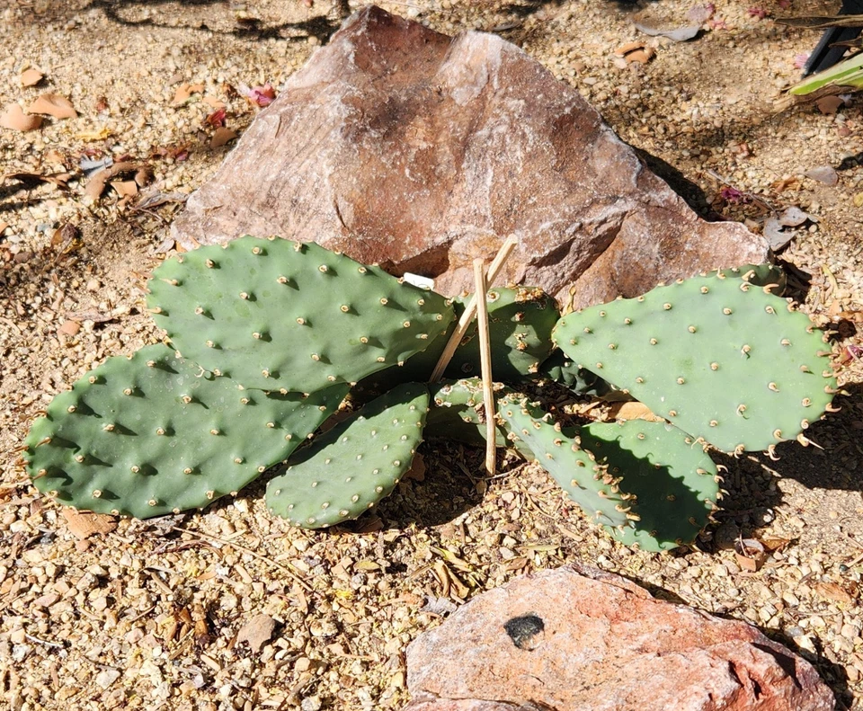 Opuntia macrorhiza Plains Prickly Pear – 1 Fresh Cactus Pad Cutting, Cold-Hardy Western Minnesota Variety
