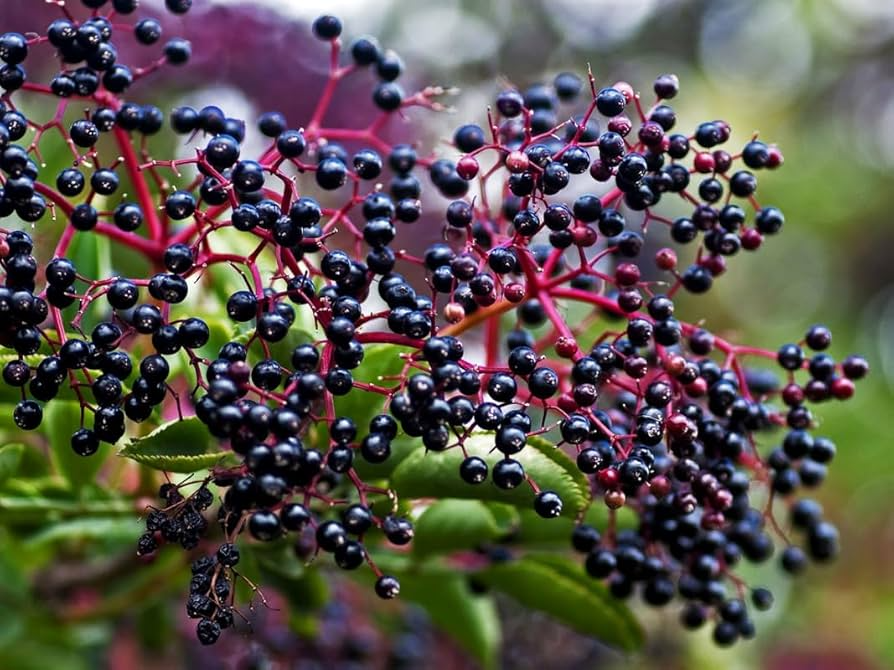 American Elderberry - 10 Cuttings - Sambucus canadensis - Organic Appalachian Grown - Pollinator Magnet - Fast Growing Shrub