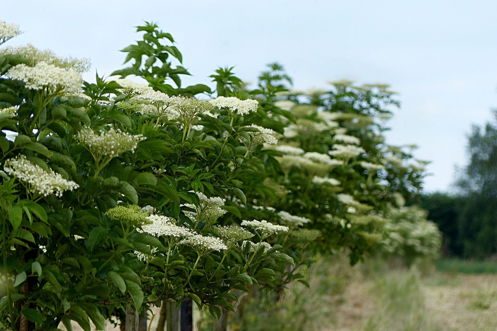 American Elderberry - 10 Cuttings - Sambucus canadensis - Organic Appalachian Grown - Pollinator Magnet - Fast Growing Shrub